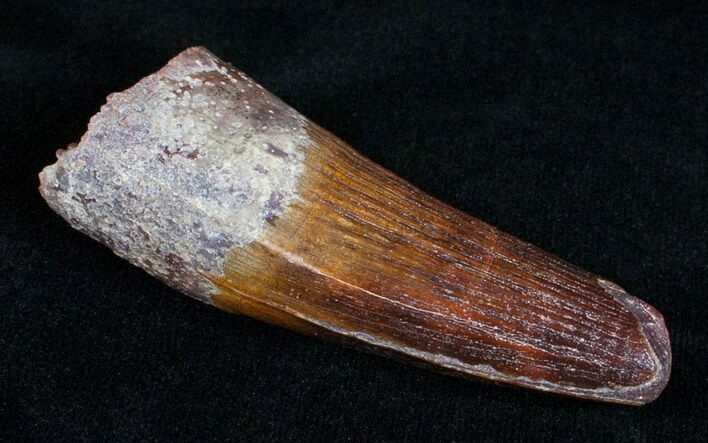 Quality Spinosaurus Tooth - Inches #4047